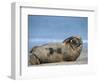 Grey Seal (Halichoerus Grypus), Helgoland, Schleswig-Holstein, Germany-Thorsten Milse-Framed Photographic Print