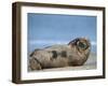 Grey Seal (Halichoerus Grypus), Helgoland, Schleswig-Holstein, Germany-Thorsten Milse-Framed Photographic Print