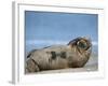 Grey Seal (Halichoerus Grypus), Helgoland, Schleswig-Holstein, Germany-Thorsten Milse-Framed Photographic Print