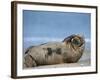 Grey Seal (Halichoerus Grypus), Helgoland, Schleswig-Holstein, Germany-Thorsten Milse-Framed Photographic Print