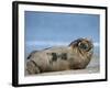 Grey Seal (Halichoerus Grypus), Helgoland, Schleswig-Holstein, Germany-Thorsten Milse-Framed Photographic Print