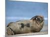 Grey Seal (Halichoerus Grypus), Helgoland, Schleswig-Holstein, Germany-Thorsten Milse-Mounted Photographic Print