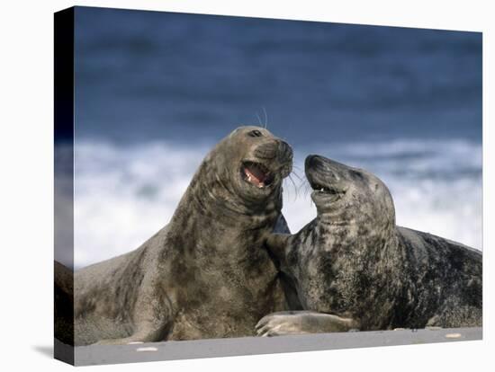 Grey Seal, Halichoerus Grypus, Heligoland, Schleswig-Holstein, Germany-Thorsten Milse-Stretched Canvas