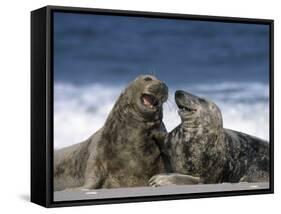 Grey Seal, Halichoerus Grypus, Heligoland, Schleswig-Holstein, Germany-Thorsten Milse-Framed Stretched Canvas