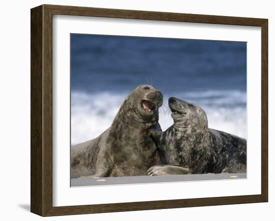 Grey Seal, Halichoerus Grypus, Heligoland, Schleswig-Holstein, Germany-Thorsten Milse-Framed Photographic Print