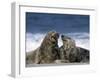 Grey Seal, Halichoerus Grypus, Heligoland, Schleswig-Holstein, Germany-Thorsten Milse-Framed Photographic Print