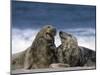 Grey Seal, Halichoerus Grypus, Heligoland, Schleswig-Holstein, Germany-Thorsten Milse-Mounted Photographic Print