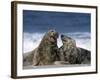 Grey Seal, Halichoerus Grypus, Heligoland, Schleswig-Holstein, Germany-Thorsten Milse-Framed Photographic Print