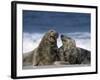 Grey Seal, Halichoerus Grypus, Heligoland, Schleswig-Holstein, Germany-Thorsten Milse-Framed Photographic Print