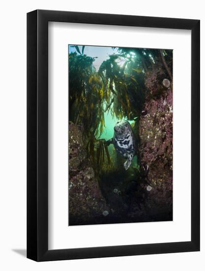 Grey Seal (Halichoerus Grypus) in a Gully Beneath Kelp (Laminaria Digitata), Farne Islands, UK-Alex Mustard-Framed Photographic Print