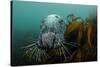 Grey Seal (Halichoerus Grypus) Peering around Kelp, Lundy Island, Bristol Channel, England, May-Alex Mustard-Stretched Canvas