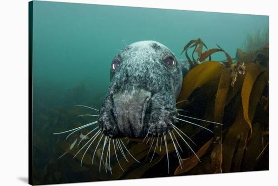 Grey Seal (Halichoerus Grypus) Peering around Kelp, Lundy Island, Bristol Channel, England, May-Alex Mustard-Stretched Canvas