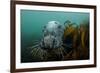 Grey Seal (Halichoerus Grypus) Peering around Kelp, Lundy Island, Bristol Channel, England, May-Alex Mustard-Framed Photographic Print