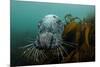 Grey Seal (Halichoerus Grypus) Peering around Kelp, Lundy Island, Bristol Channel, England, May-Alex Mustard-Mounted Photographic Print