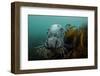 Grey Seal (Halichoerus Grypus) Peering around Kelp, Lundy Island, Bristol Channel, England, May-Alex Mustard-Framed Photographic Print