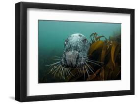 Grey Seal (Halichoerus Grypus) Peering around Kelp, Lundy Island, Bristol Channel, England, May-Alex Mustard-Framed Photographic Print