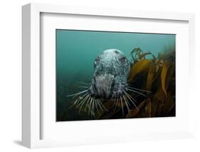 Grey Seal (Halichoerus Grypus) Peering around Kelp, Lundy Island, Bristol Channel, England, May-Alex Mustard-Framed Photographic Print