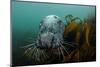 Grey Seal (Halichoerus Grypus) Peering around Kelp, Lundy Island, Bristol Channel, England, May-Alex Mustard-Mounted Photographic Print