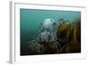 Grey Seal (Halichoerus Grypus) Peering around Kelp, Lundy Island, Bristol Channel, England, May-Alex Mustard-Framed Photographic Print