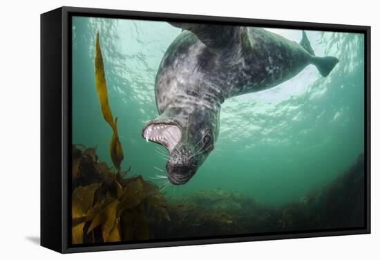 Grey Seal (Halichoerus Grypus) Playing Amongst Kelp, Farne Islands, Northumberland, England, July-Alex Mustard-Framed Stretched Canvas