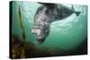 Grey Seal (Halichoerus Grypus) Playing Amongst Kelp, Farne Islands, Northumberland, England, July-Alex Mustard-Stretched Canvas