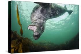 Grey Seal (Halichoerus Grypus) Playing Amongst Kelp, Farne Islands, Northumberland, England, July-Alex Mustard-Stretched Canvas