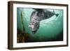 Grey Seal (Halichoerus Grypus) Playing Amongst Kelp, Farne Islands, Northumberland, England, July-Alex Mustard-Framed Photographic Print