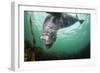 Grey Seal (Halichoerus Grypus) Playing Amongst Kelp, Farne Islands, Northumberland, England, July-Alex Mustard-Framed Photographic Print