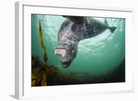 Grey Seal (Halichoerus Grypus) Playing Amongst Kelp, Farne Islands, Northumberland, England, July-Alex Mustard-Framed Photographic Print