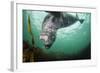 Grey Seal (Halichoerus Grypus) Playing Amongst Kelp, Farne Islands, Northumberland, England, July-Alex Mustard-Framed Photographic Print