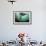 Grey Seal (Halichoerus Grypus) Playing Amongst Kelp, Farne Islands, Northumberland, England, July-Alex Mustard-Framed Photographic Print displayed on a wall