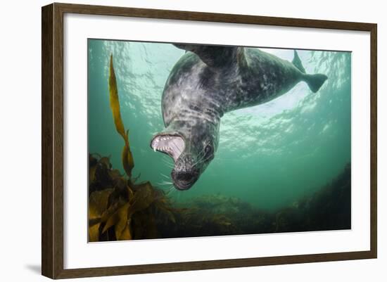 Grey Seal (Halichoerus Grypus) Playing Amongst Kelp, Farne Islands, Northumberland, England, July-Alex Mustard-Framed Photographic Print