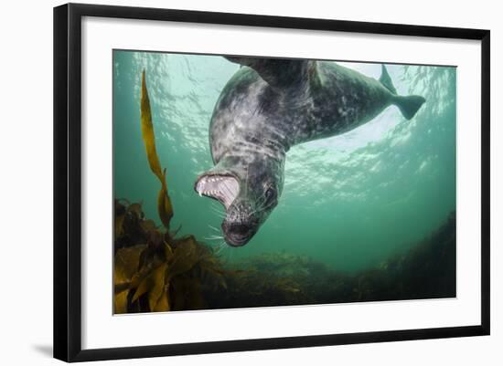 Grey Seal (Halichoerus Grypus) Playing Amongst Kelp, Farne Islands, Northumberland, England, July-Alex Mustard-Framed Photographic Print