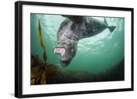 Grey Seal (Halichoerus Grypus) Playing Amongst Kelp, Farne Islands, Northumberland, England, July-Alex Mustard-Framed Photographic Print