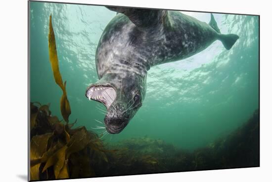 Grey Seal (Halichoerus Grypus) Playing Amongst Kelp, Farne Islands, Northumberland, England, July-Alex Mustard-Mounted Photographic Print