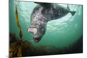 Grey Seal (Halichoerus Grypus) Playing Amongst Kelp, Farne Islands, Northumberland, England, July-Alex Mustard-Mounted Photographic Print