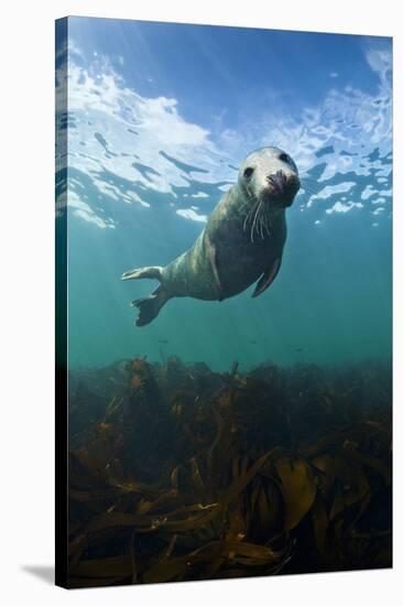 Grey Seal (Halichoerus Grypus) Portrait Underwater, Farne Islands, Northumberland, England, UK-Alex Mustard-Stretched Canvas