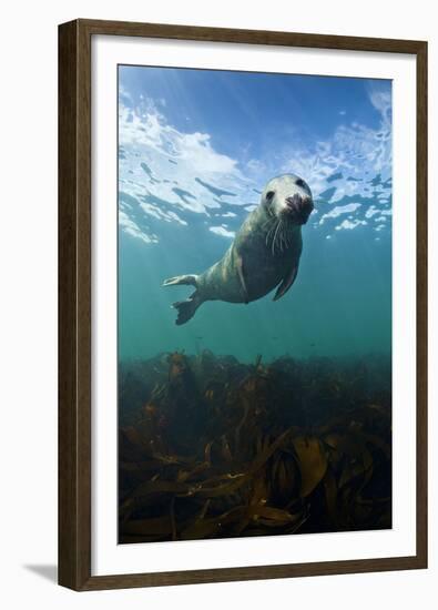 Grey Seal (Halichoerus Grypus) Portrait Underwater, Farne Islands, Northumberland, England, UK-Alex Mustard-Framed Premium Photographic Print