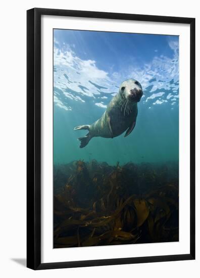 Grey Seal (Halichoerus Grypus) Portrait Underwater, Farne Islands, Northumberland, England, UK-Alex Mustard-Framed Premium Photographic Print