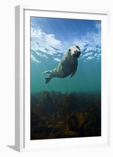 Grey Seal (Halichoerus Grypus) Portrait Underwater, Farne Islands, Northumberland, England, UK-Alex Mustard-Framed Premium Photographic Print