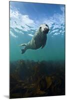 Grey Seal (Halichoerus Grypus) Portrait Underwater, Farne Islands, Northumberland, England, UK-Alex Mustard-Mounted Premium Photographic Print