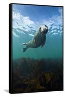 Grey Seal (Halichoerus Grypus) Portrait Underwater, Farne Islands, Northumberland, England, UK-Alex Mustard-Framed Stretched Canvas