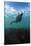 Grey Seal (Halichoerus Grypus) Portrait Underwater, Farne Islands, Northumberland, England, UK-Alex Mustard-Stretched Canvas
