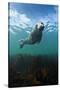 Grey Seal (Halichoerus Grypus) Portrait Underwater, Farne Islands, Northumberland, England, UK-Alex Mustard-Stretched Canvas