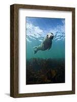 Grey Seal (Halichoerus Grypus) Portrait Underwater, Farne Islands, Northumberland, England, UK-Alex Mustard-Framed Photographic Print