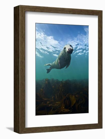 Grey Seal (Halichoerus Grypus) Portrait Underwater, Farne Islands, Northumberland, England, UK-Alex Mustard-Framed Photographic Print