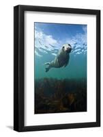 Grey Seal (Halichoerus Grypus) Portrait Underwater, Farne Islands, Northumberland, England, UK-Alex Mustard-Framed Photographic Print