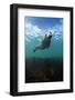 Grey Seal (Halichoerus Grypus) Portrait Underwater, Farne Islands, Northumberland, England, UK-Alex Mustard-Framed Photographic Print