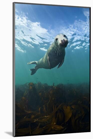 Grey Seal (Halichoerus Grypus) Portrait Underwater, Farne Islands, Northumberland, England, UK-Alex Mustard-Mounted Photographic Print