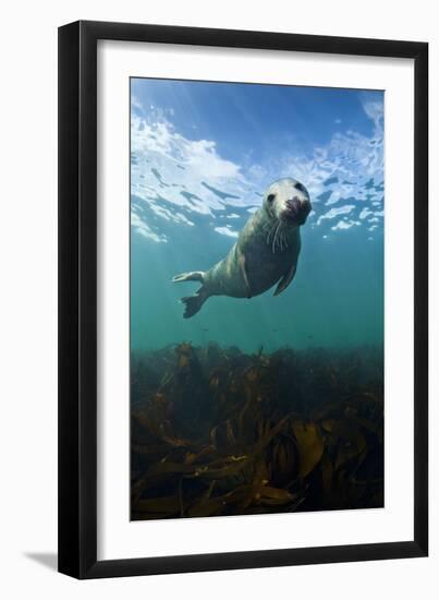 Grey Seal (Halichoerus Grypus) Portrait Underwater, Farne Islands, Northumberland, England, UK-Alex Mustard-Framed Photographic Print